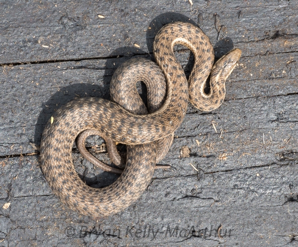 Photo of Thamnophis elegans by Bryan Kelly-McArthur